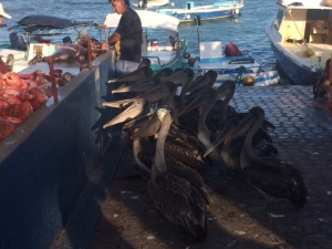 begging pelicans