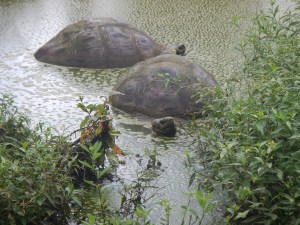 giant tortoise 2