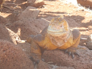 iguana 2
